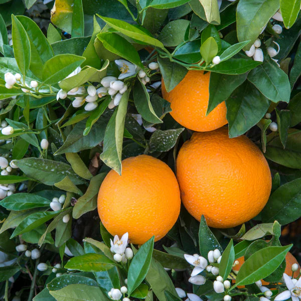 Citrus Trees - Arbres d'Agrumes