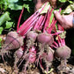 Early Wonder Tall Top Beet Seeds online shopping