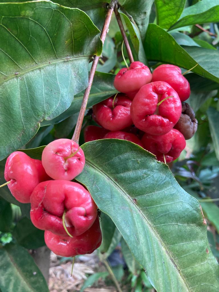 Fruit in my garden