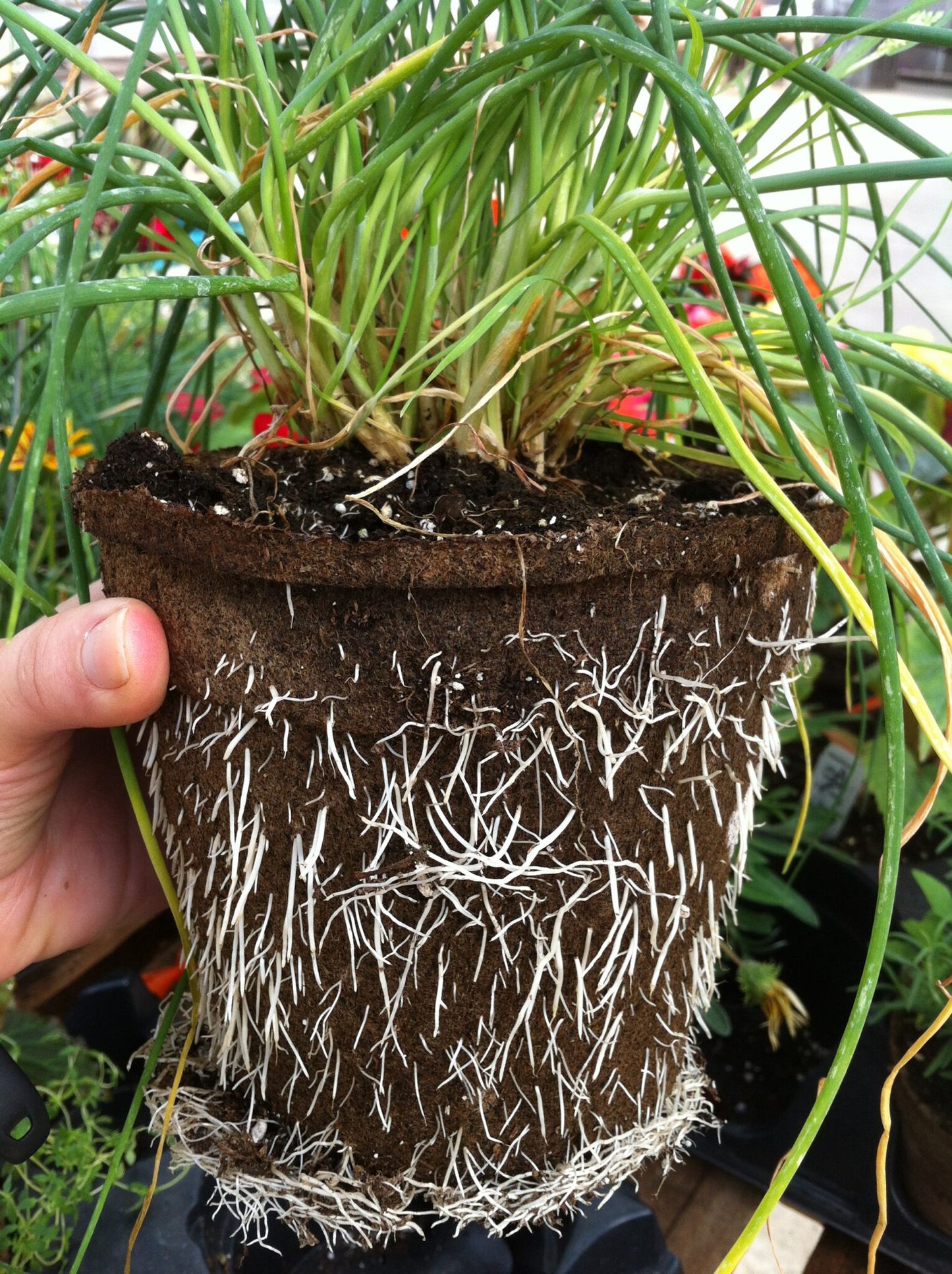 CowPot #5 Round Plantable Pot