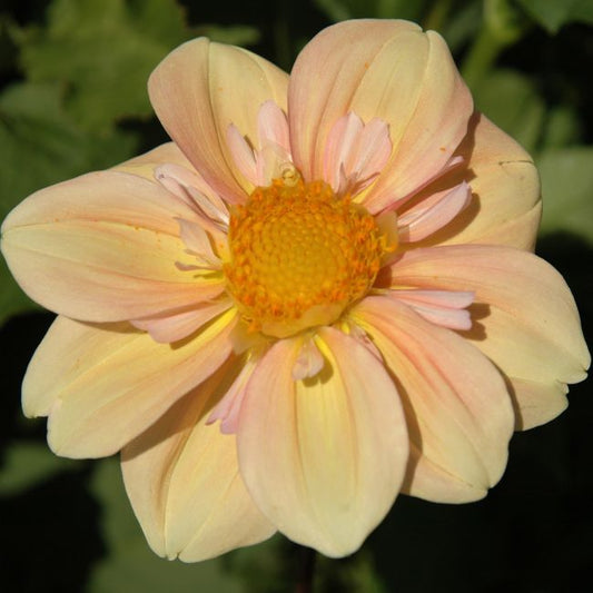Apple Blossom Dahlia