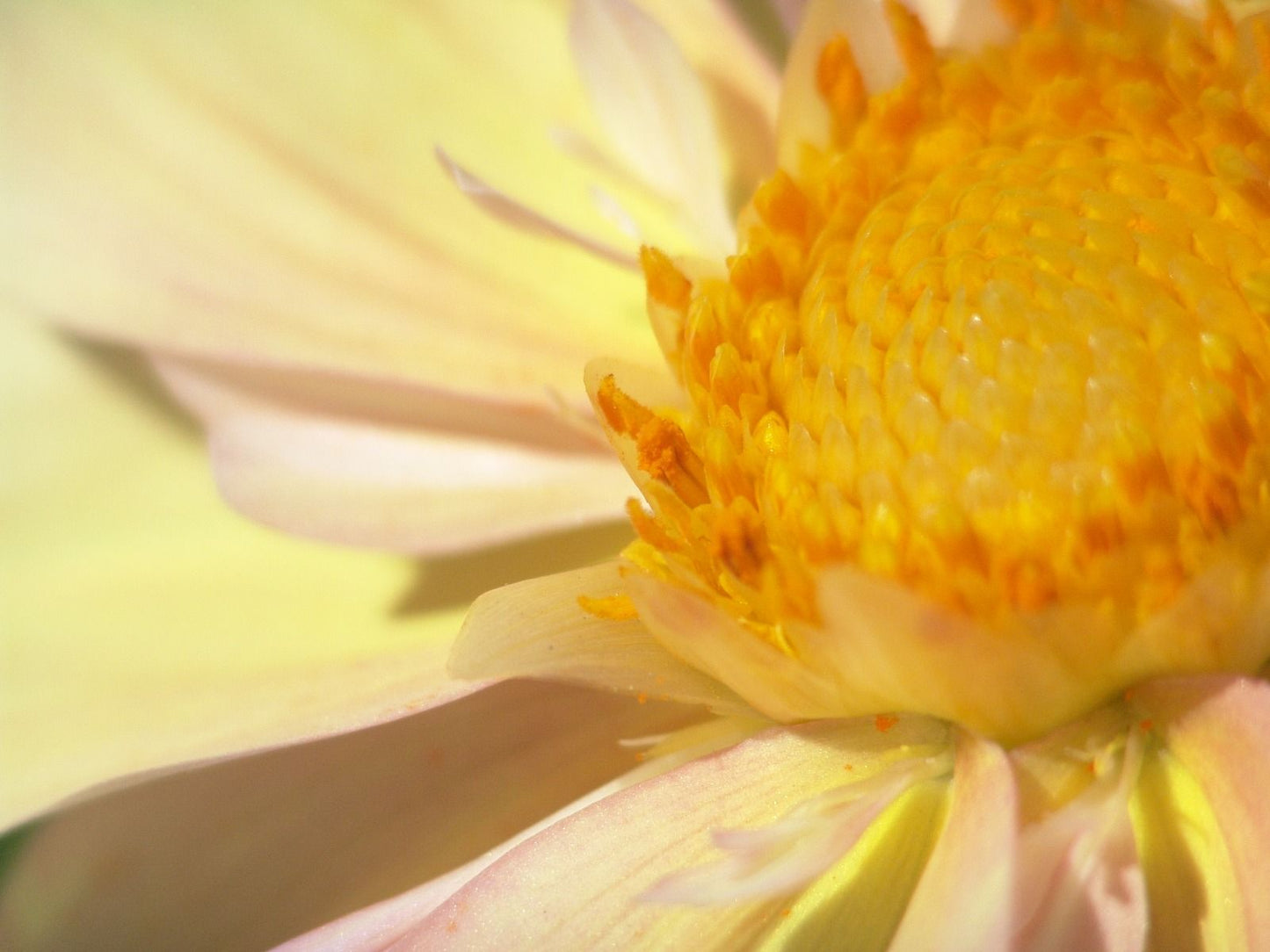 Apple Blossom Dahlia