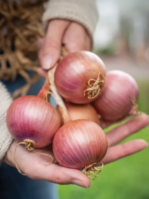 Blush Onion