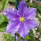 Will Barron Clematis Vine