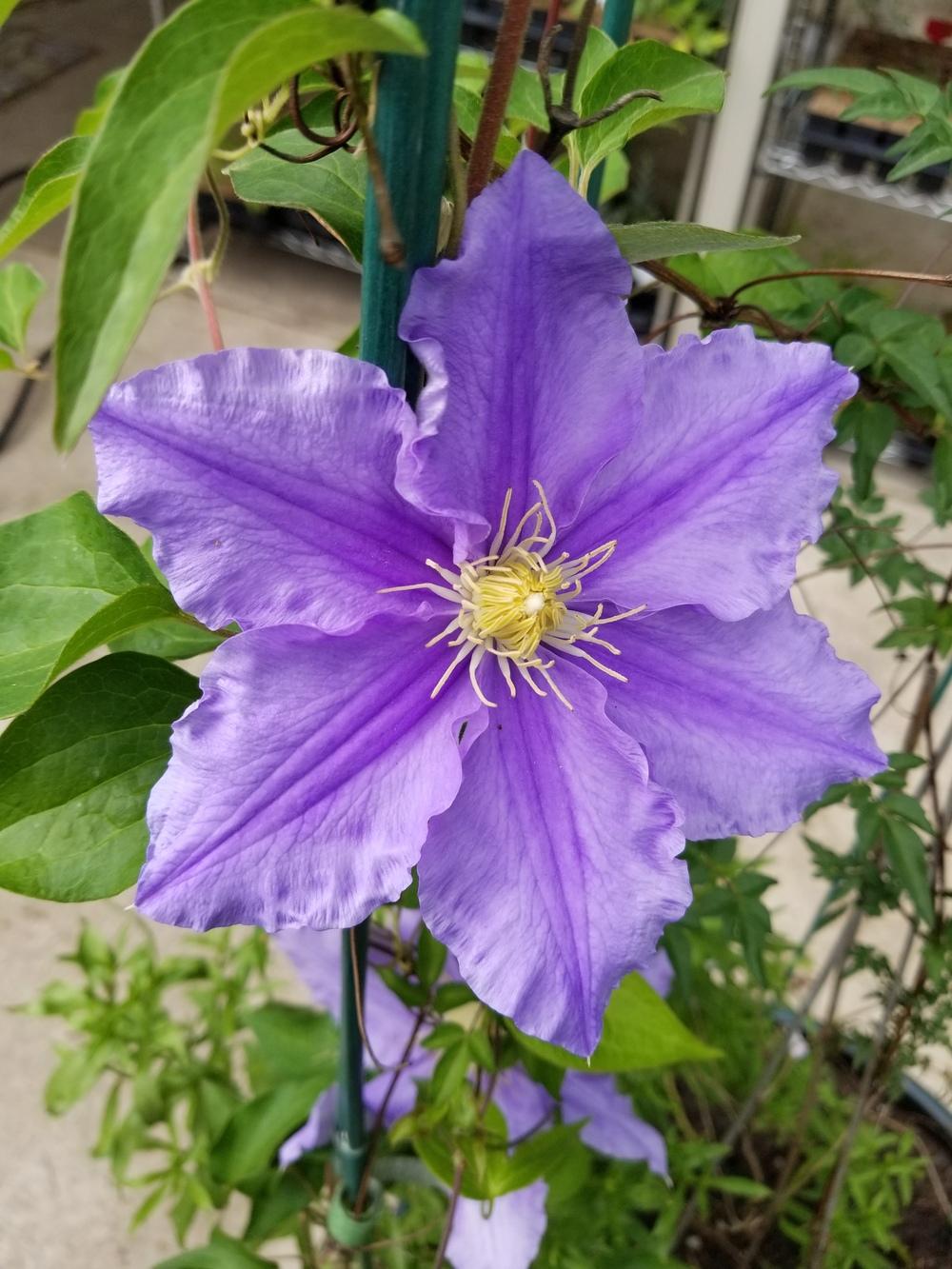 Will Barron Clematis Vine