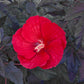 Midnight Marvel Rose Mallow Hibiscus Plants