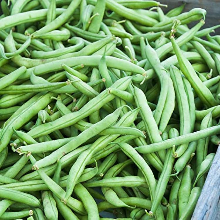 Strike Bush Bean Seeds online shopping