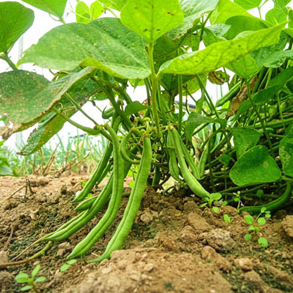 Strike Bush Bean Seeds online shopping