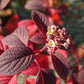 Hydrangea paniculata Little Quick Fire