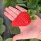 Florida Felicity® Short Day Strawberry