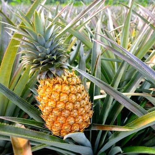 Pineapple Plant - Plante d'Ananas