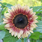 ProCut Plum F1 Sunflower Seeds online shopping