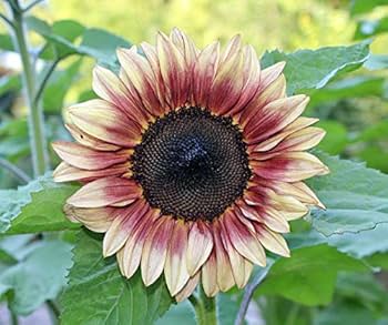 ProCut Plum F1 Sunflower Seeds online shopping