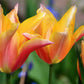 Moonblush Tulip Bulbs