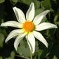 Star Child Dahlia