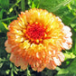 Zinderella Peach Zinnia Seeds online shopping