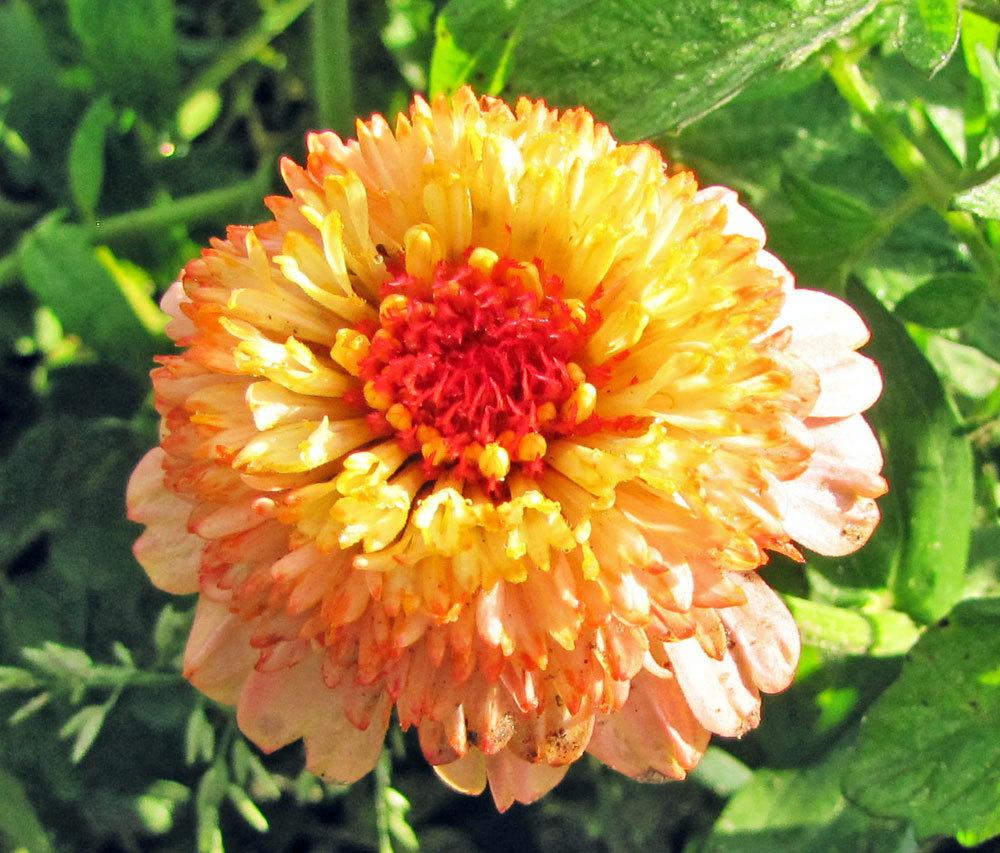Zinderella Peach Zinnia Seeds online shopping