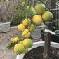 Winters Seedless Eureka Lemon Plant citrus plant material online shopping