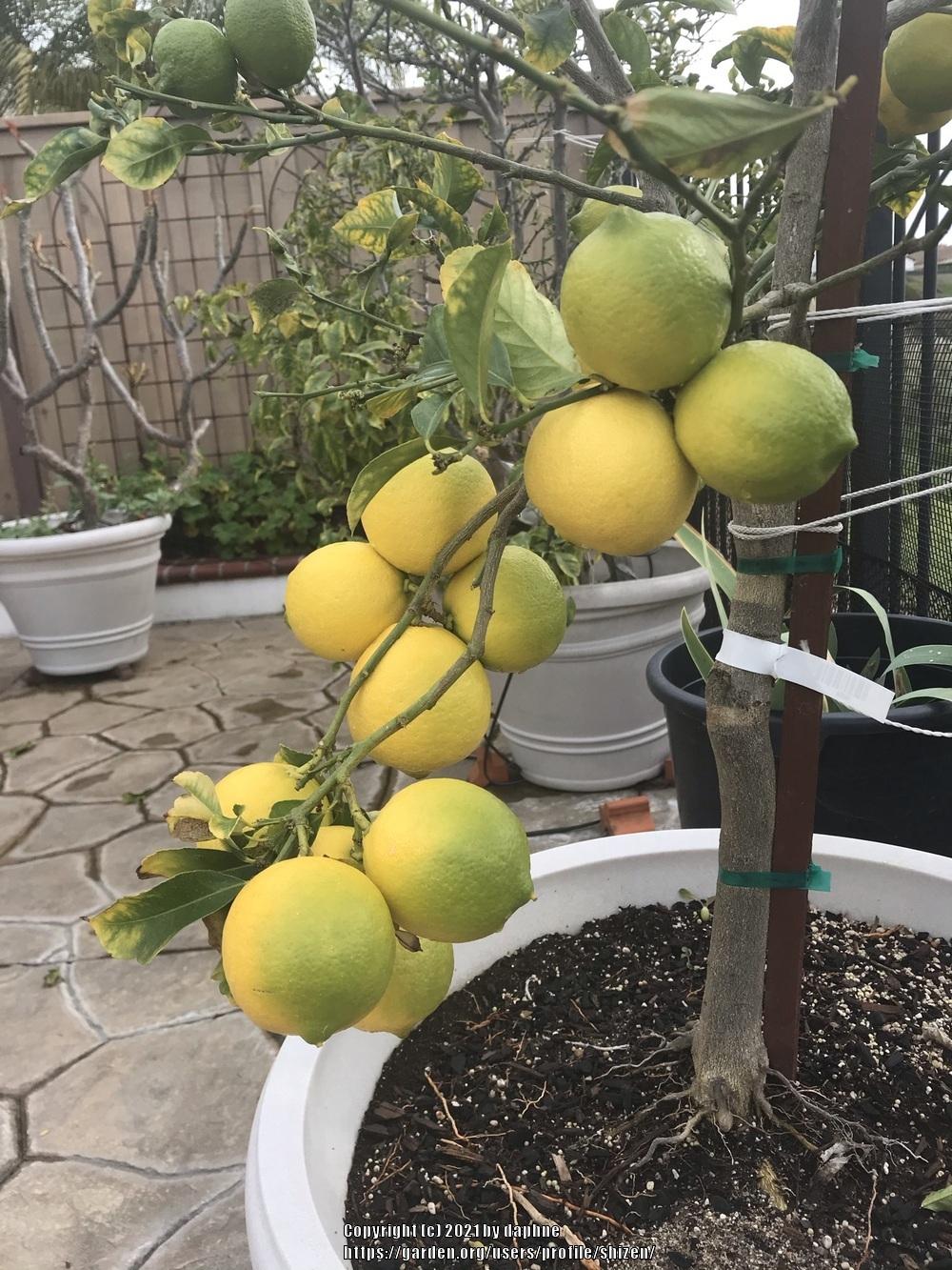 Winters Seedless Eureka Lemon Plant citrus plant material online shopping