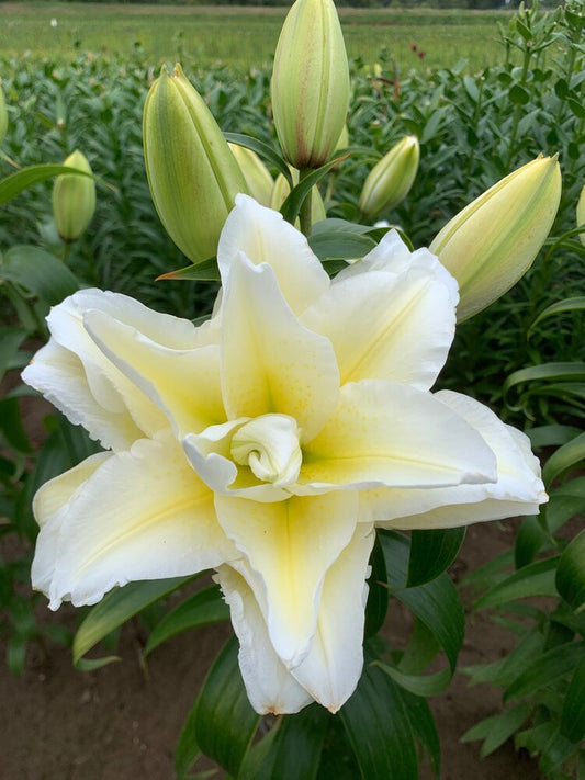 Roselily Ludwina Double Oriental Lily