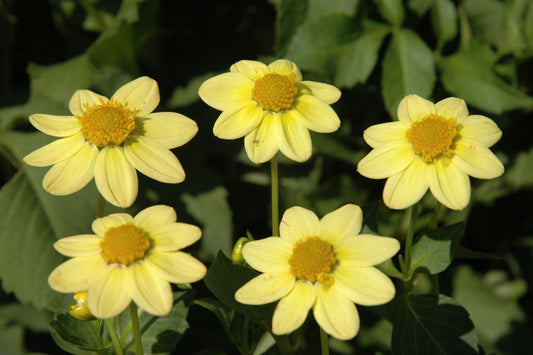Baby Yellow Dahlia