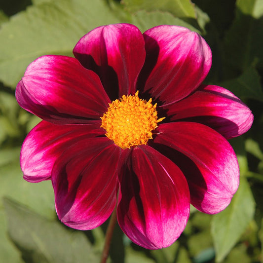 Bashful Dahlia