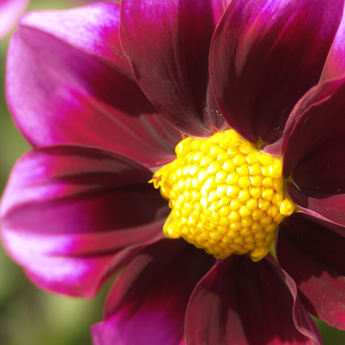 Bashful Dahlia