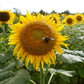 Solar Power Sunflower Seeds online shopping