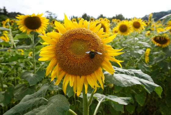 Solar Power Sunflower Seeds online shopping