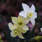 Polar Hunter Narcissus Bulbs