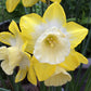 Hillstar Narcissus Bulbs