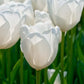 Hakuun Tulip Bulbs