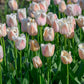 Apricot Pride Tulip Bulbs