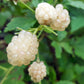 ‘Snowbank’ White Blackberry Plants online shopping
