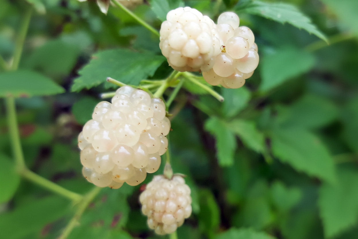 ‘Snowbank’ White Blackberry Plants online shopping