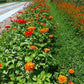 Queeny Lime Orange Zinnia Seeds online shopping