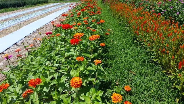 Queeny Lime Orange Zinnia Seeds online shopping
