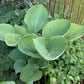 World Cup Hosta Plant