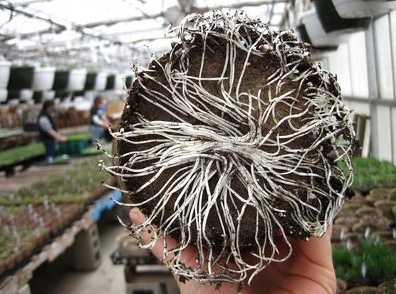 CowPot #5 Round Plantable Pot