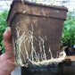 CowPot #5 Square Plantable Pot