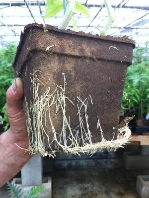 CowPot #5 Square Plantable Pot