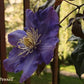 Vyvyan Pennel Clematis Vine