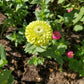 Envy Zinnia Seeds online shopping