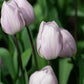 Silver Cloud Tulip Bulbs