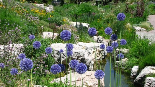 Azureuma Azureum Allium Bulbs – Vibrant Blue Blooms | EVERGREEN