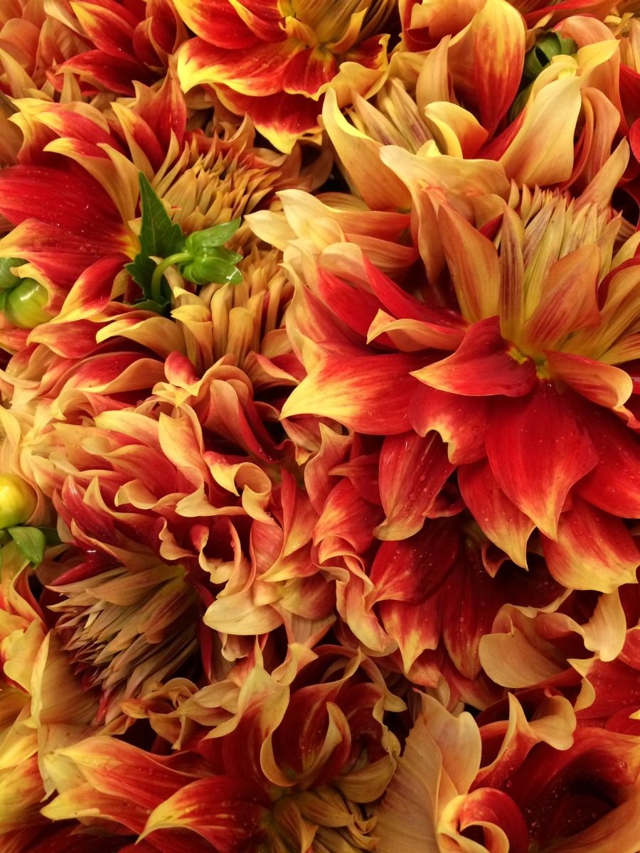 Bodacious Dahlia
