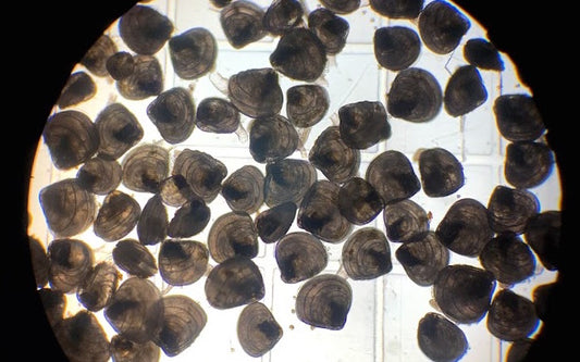 Mercenaria Mercenaria Clam Seed ME