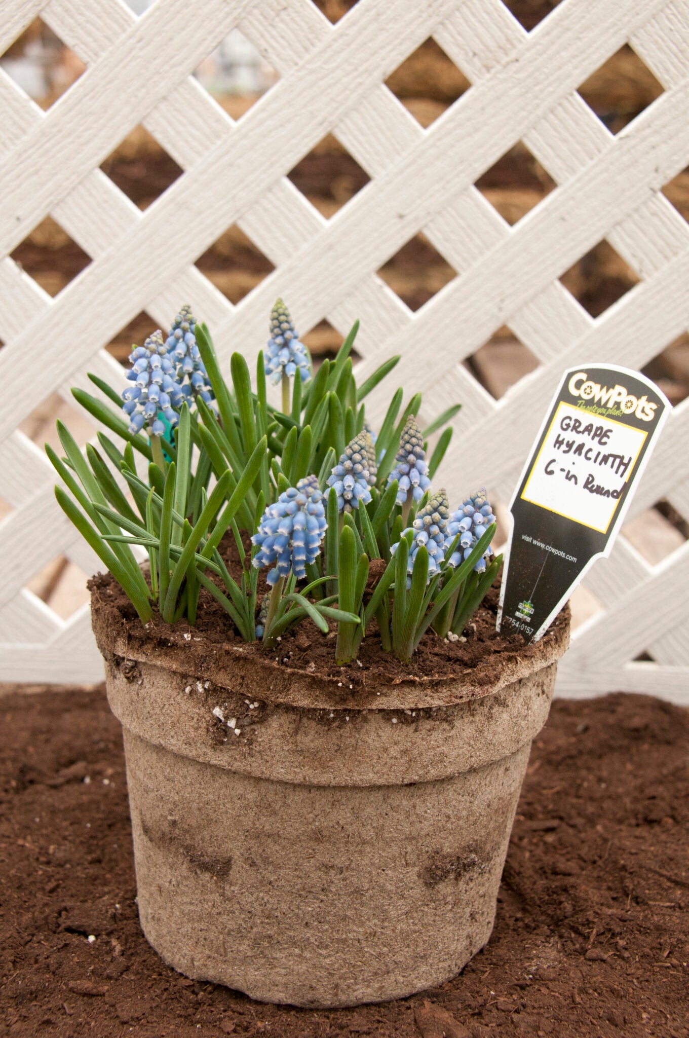 CowPot #6 Round Plantable Pot