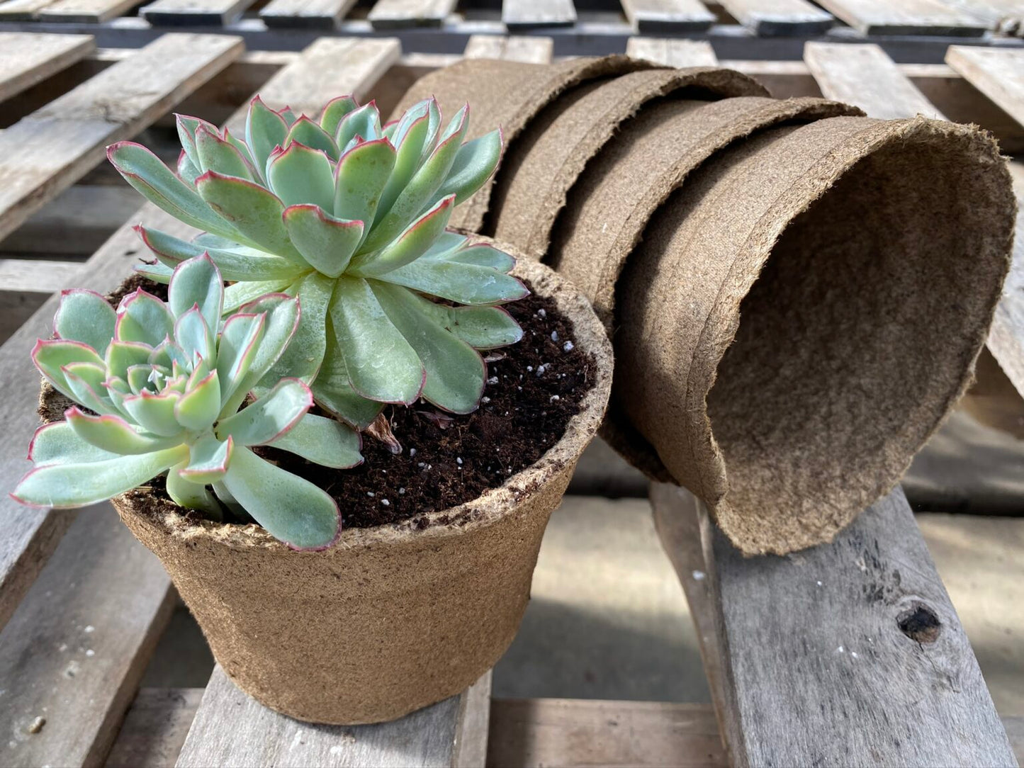 CowPot #6 Round Plantable Pot