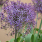 Christophii Allium Bulbs
